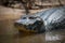 Close-up of yacare caiman in muddy shallows