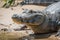 Close-up of yacare caiman on muddy shore