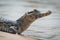 Close-up of yacare caiman on sandy beach
