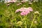 Close up of Yarrow Achillea millefolium pink hybrid blooming