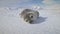 Close-up yawning baby seal on Antarctica snow land