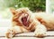 Close-up of a yawning cat on a lazy summer morning