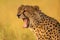 Close-up of yawning cheetah with blurred background