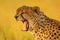 Close-up of yawning cheetah head and shoulders