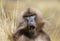Close up of a yawning female Gelada monkey