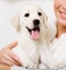 Close up of yawning labrador puppy on the hands