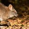 Close-up of a yawning parma wallaby