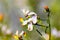 Close up of Yawning Penstemon Keckiella breviflora wildflowers blooming in Yosemite National Park, Sierra Nevada mountains,