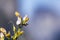 Close up of Yawning Penstemon Keckiella breviflora wildflowers blooming in Yosemite National Park, Sierra Nevada mountains,