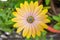 Close up of Yellow African Daisy Osteospermum