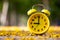 Close up yellow Alarm clock placed on falling yellow flowers wit