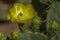 Close-up of Yellow Arizona Desert Cactus Flower