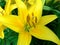 Close up of a yellow Asiatic lily flower