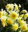 Close up of yellow asteraceae dahlia \\\