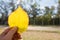 Close up of Yellow autumn Broussonetia papyrifera