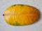 Close-up of a yellow autumn ficus leaf