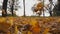 Close up of yellow autumn foliage falling on ground in empty forest. Lawn is covered with fallen leaves at park