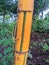 close up yellow bamboo (Bambusa vulgaris var. striata)
