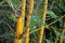 Close up of yellow bamboo plant in tropical forest of Sri Lanka