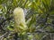 Close up of a yellow banksia flower