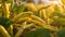 A close up of Yellow Beans plant on a plantation