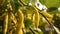 A close up of Yellow Beans plant on a plantation