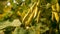 A close up of Yellow Beans plant on a plantation