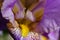 Close up of yellow bearded lavender iris