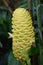 Close up Yellow Beehive Ginger - Zingiber spectabile.