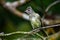 Close up of a Yellow-bellied Elaenia Elaenia flavogaster