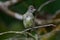 Close up of a Yellow-bellied Elaenia Elaenia flavogaster