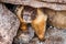 Close up of Yellow-bellied marmot