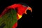 Close-up Yellow-bibbed Lory, lorius chlorocercus, isolated on black Background