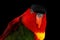 Close-up Yellow-bibbed Lory, lorius chlorocercus, isolated on black Background