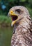 Close up of a Yellow-billed Kite