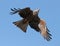 Close up of a yellow billed Kite in flight