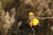 A close up of yellow birch leaves covered with hoarfrost