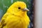 a close up of a yellow bird
