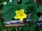 Close-up of yellow bitter gourd flowers, Momordica charantia