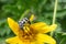 Close-up of a yellow and black beatle sitting on an yellow flower