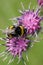 Close-up of a yellow-black Caucasian bumblebee B