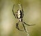 Close up of yellow and black garden spider with diffused background