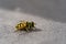 Close-up of a yellow and black hover fly sitting on a stone with selective focus