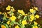 Close-up of yellow blooming marsh marigold in spring. With a blurred water background