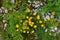 Close up of yellow blooming ox-eye (Buphthalmum salicifolium)