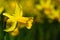 Close-up of a yellow blossom of the daffodil in front of a field of daffodils in the background, with dew drops in spring
