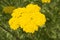 close-up: yellow blossom umbel of moonshine yarrow