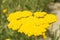 close-up: yellow blossom umbel of moonshine yarrow