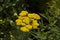 close-up: yellow blossom umbel of moonshine yarrow