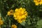 close-up: yellow blossoms of Coreopsis